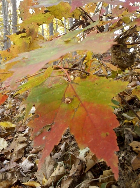 elachee nature center late fall 2011