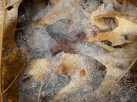 elachee spider web and rain